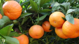 Balance campaña cítricos 2019-2020