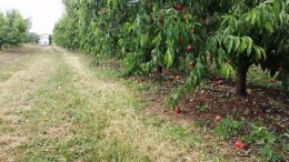 fruta