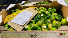 Vegacañada bate récords en tomate Raf