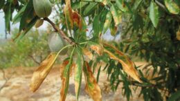 Xylella