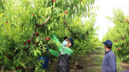 Mascarillas para agricultores