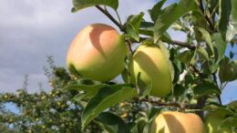 Manzanas Macfrut Digital