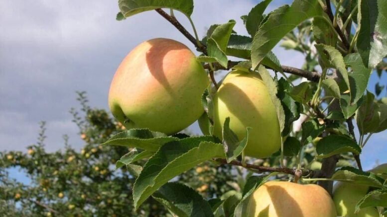 Manzanas Macfrut Digital