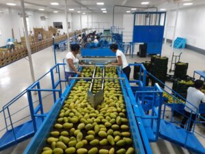 El mango de Guatemala