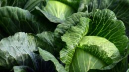 variedades hortofrutícolas