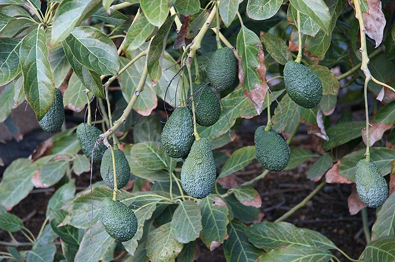 aguacate