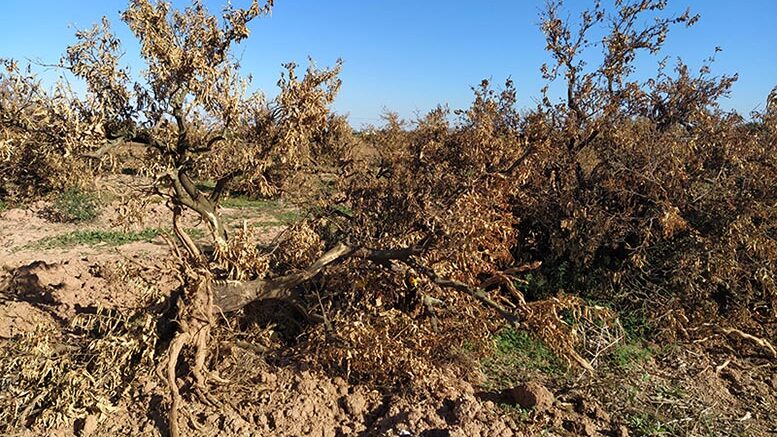 Abandono tierras agrarias