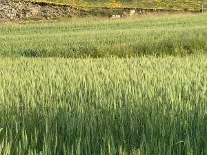 Campo de cereal