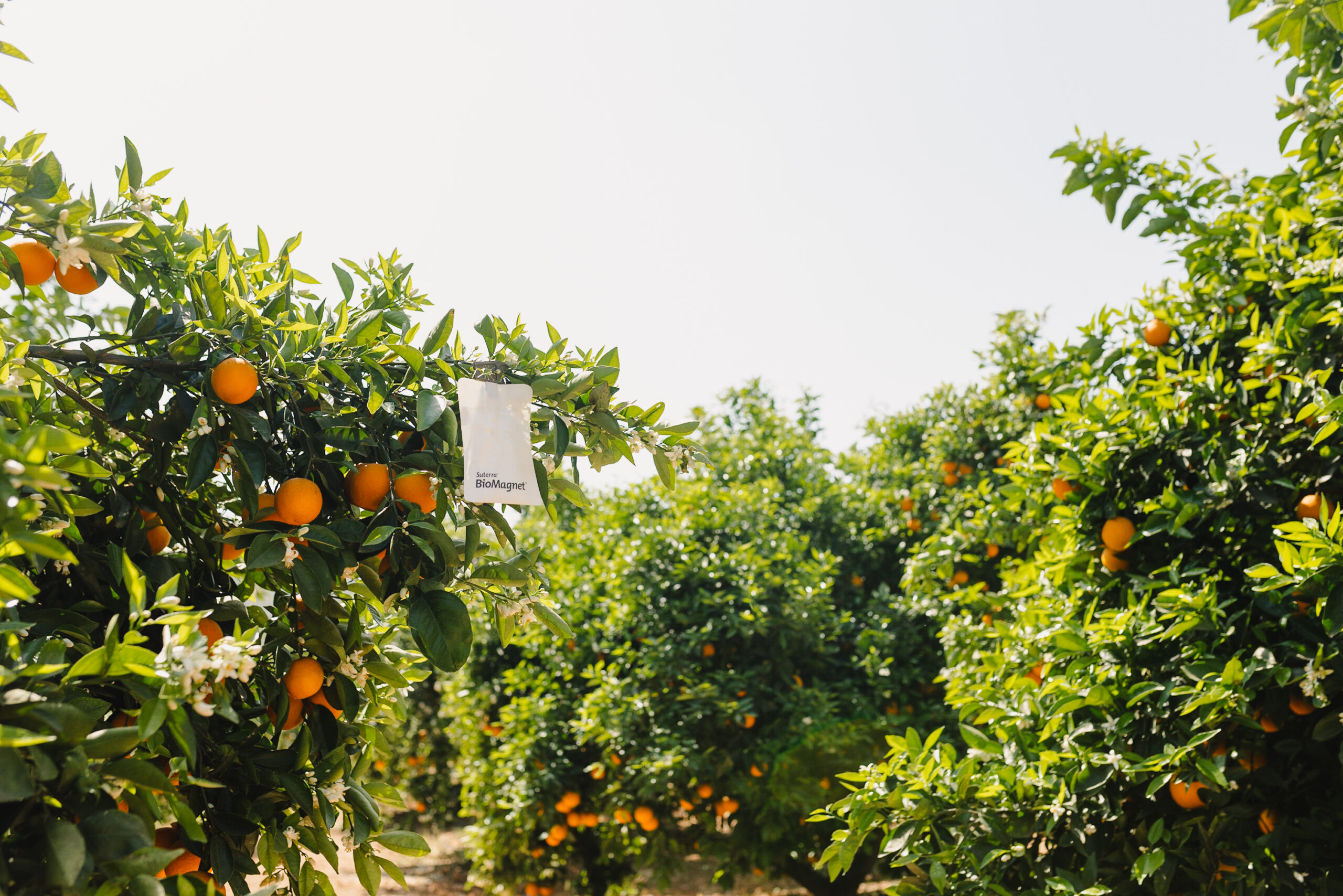 BioMagnet™ AMBAR, el biocontrol que impulsa la rentabilidad