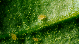 Las sueltas de fauna auxiliar deben realizarse durante todo el año sin interrupción./ KOPPERT