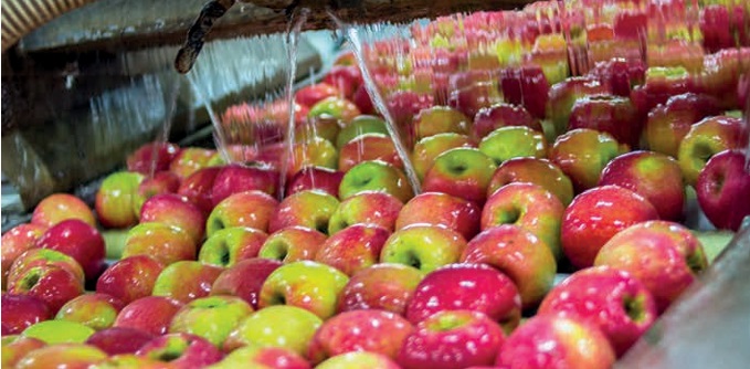 Manzana postcosecha