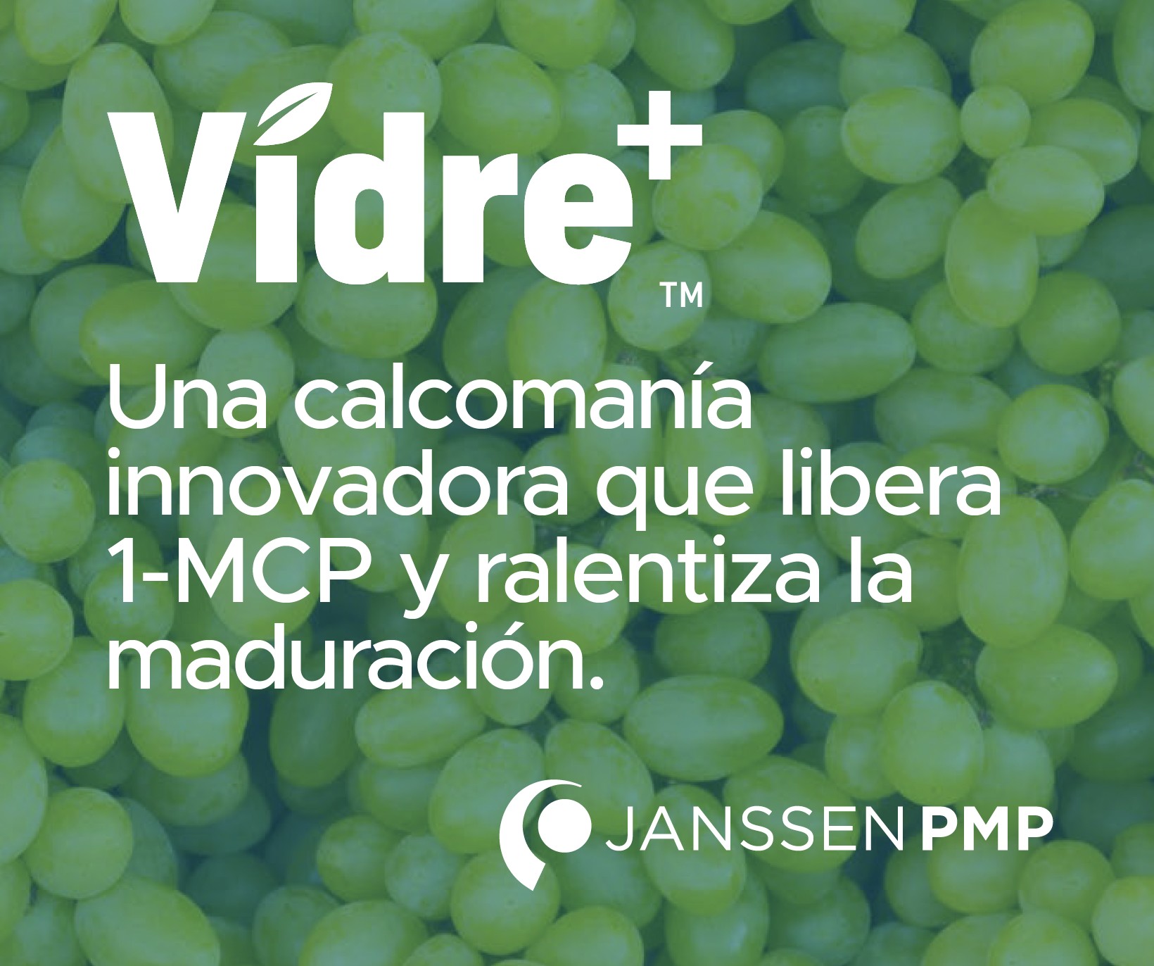 JANSSEN VIDRE 2