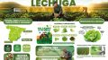 Proexport Lechuga