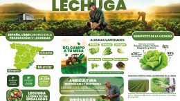 Proexport Lechuga