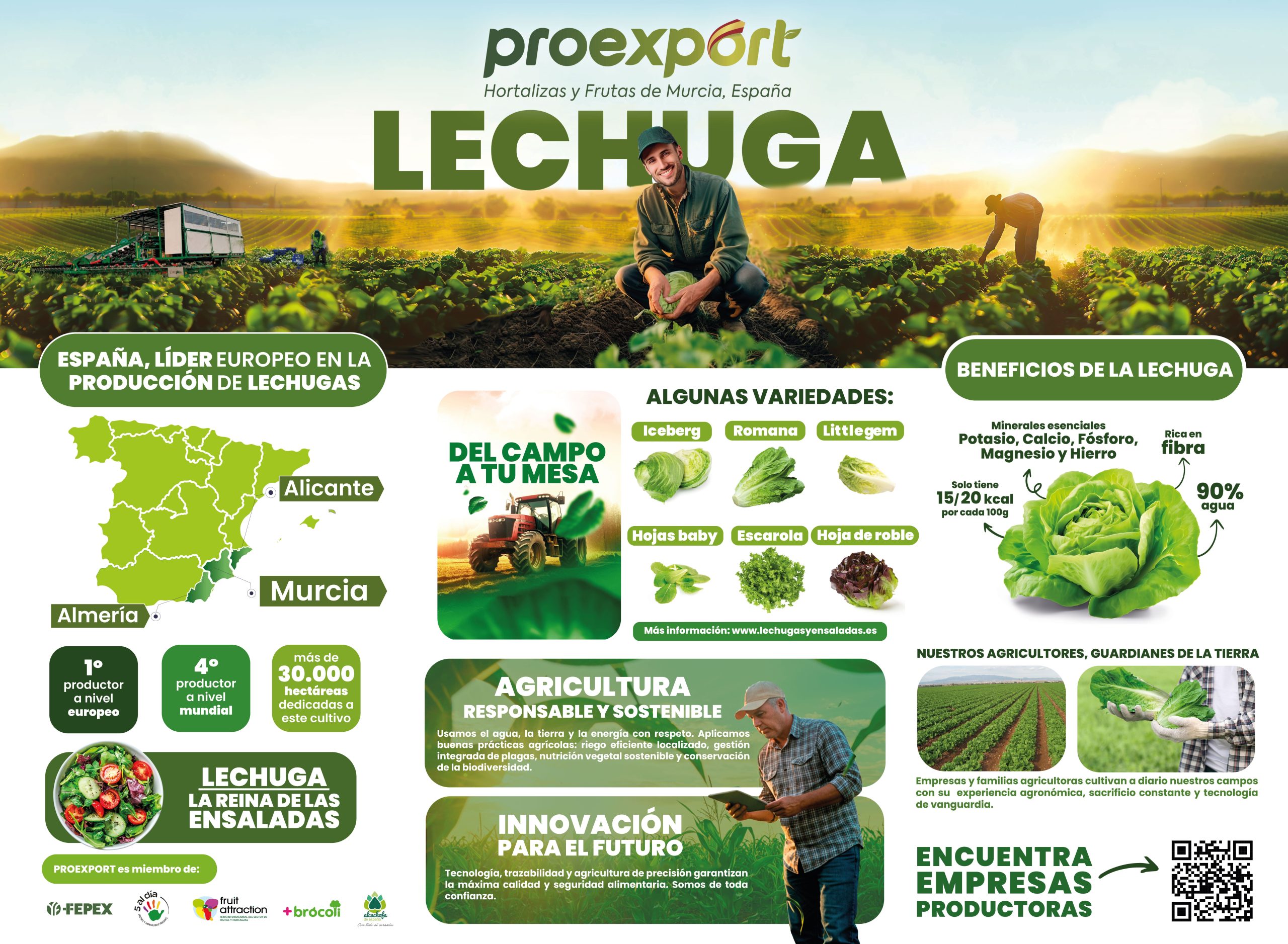Proexport Lechuga