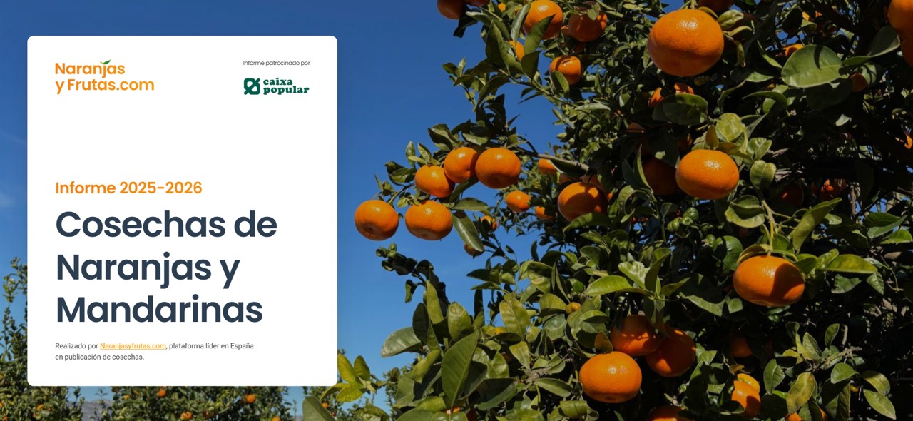 Informe NyF